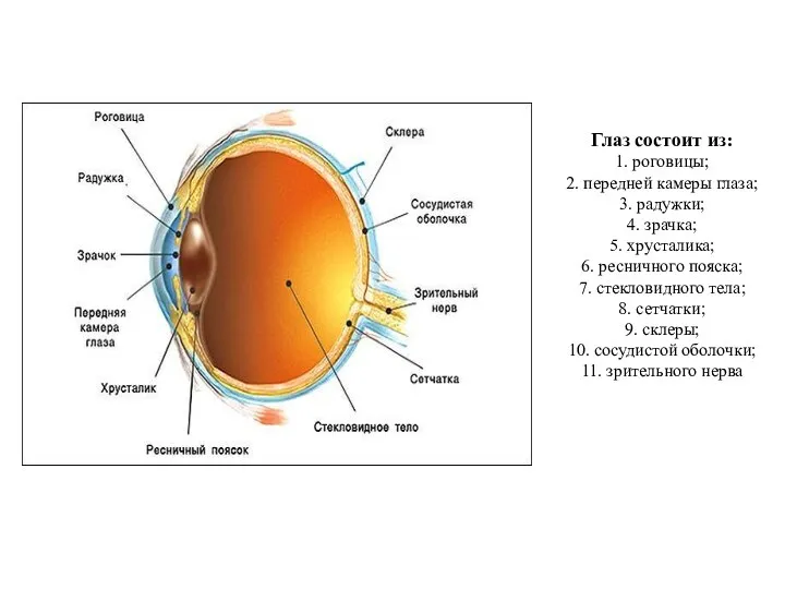 Глаз состоит из: 1. роговицы; 2. передней камеры глаза; 3. радужки; 4. зрачка;