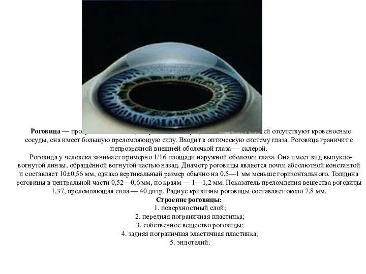 Роговица — прозрачная оболочка, покрывающая переднюю часть глаза. В ней отсутствуют кровеносные сосуды,