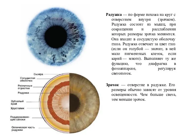 Радужка — по форме похожа на круг с отверстием внутри (зрачком). Радужка состоит