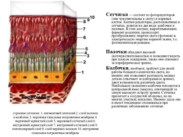 строение сетчатки: 1. пигментный эпителий 2. слой палочек и колбочек 3. наружная глиальная