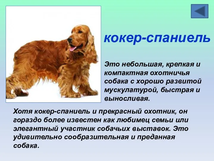 кокер-спаниель Это небольшая, крепкая и компактная охотничья собака с хорошо
