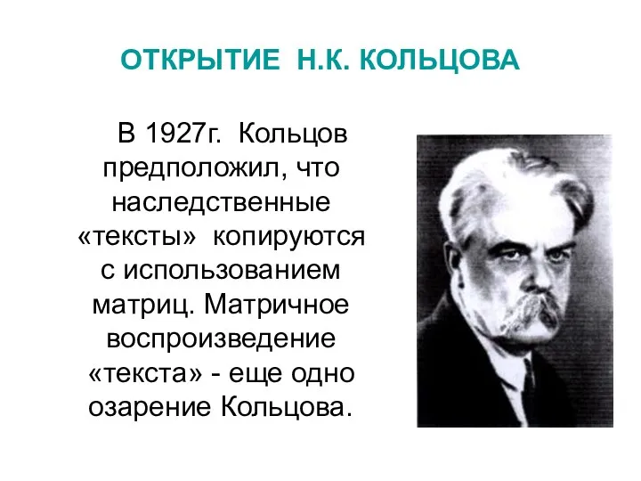 ОТКРЫТИЕ Н.К. КОЛЬЦОВА В 1927г. Кольцов предположил, что наследственные «тексты» копируются с использованием