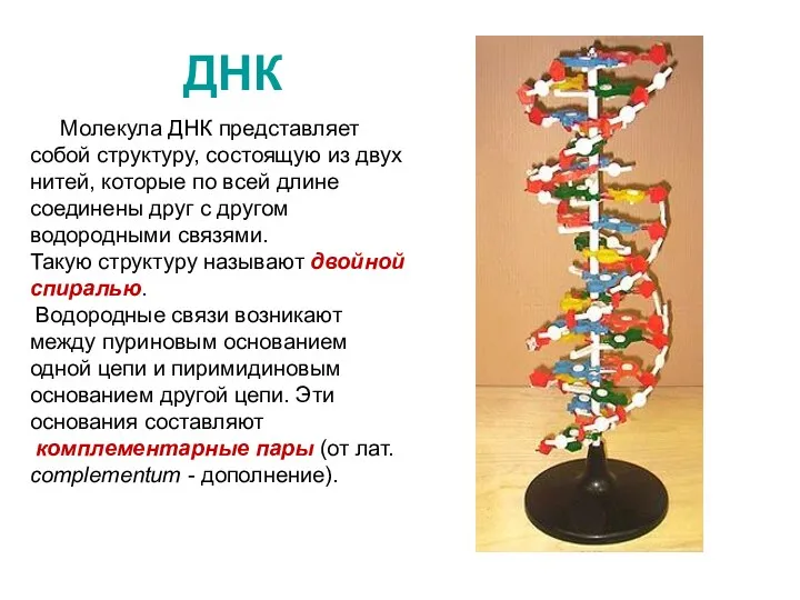 ДНК Молекула ДНК представляет собой структуру, состоящую из двух нитей,