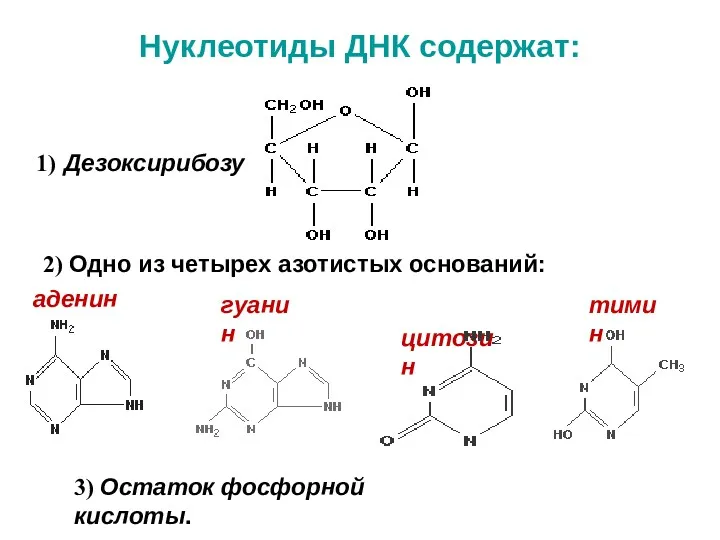 Нуклеотиды ДНК содержат: 1) Дезоксирибозу 2) Одно из четырех азотистых оснований: 3) Остаток