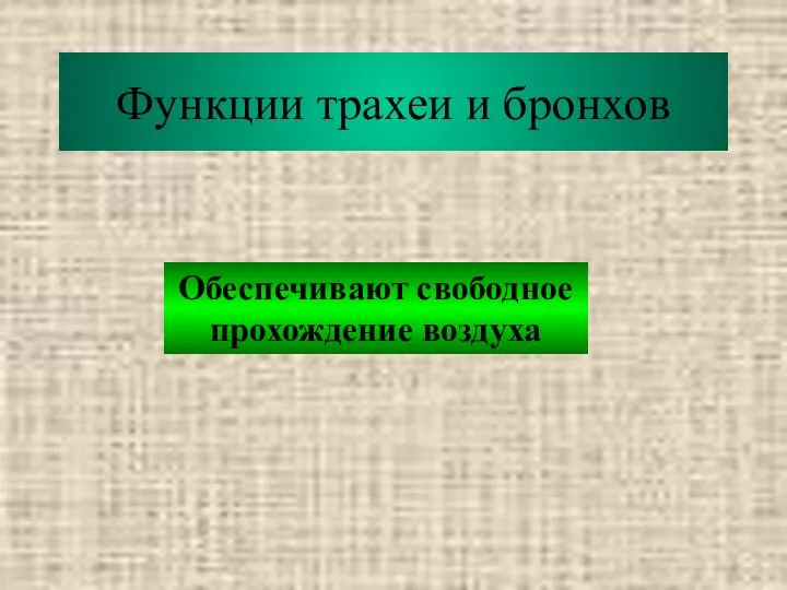 Функции трахеи и бронхов Обеспечивают свободное прохождение воздуха