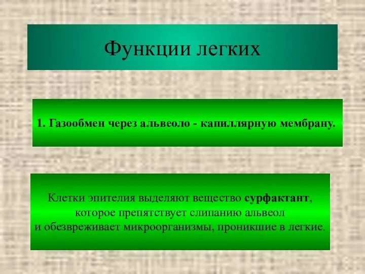 Функции легких 1. Газообмен через альвеоло - капиллярную мембрану. Клетки