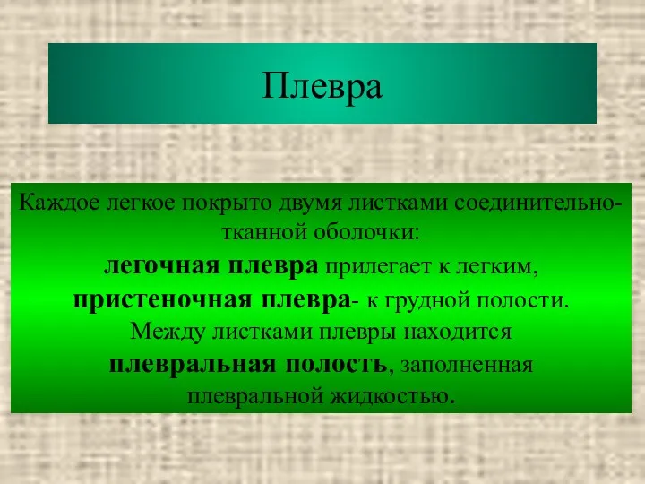 Плевра Каждое легкое покрыто двумя листками соединительно- тканной оболочки: легочная