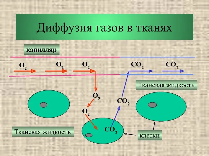 Диффузия газов в тканях O2 O2 O2 O2 O2 CO2