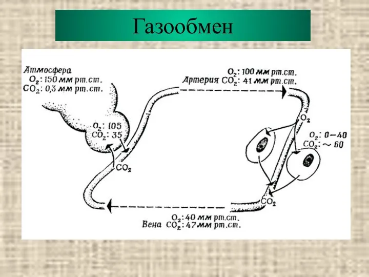 Газообмен