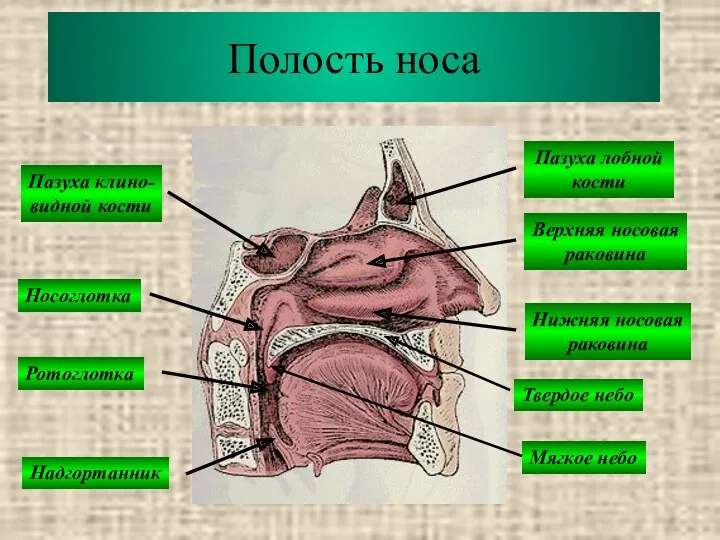 Полость носа Пазуха клино- видной кости Пазуха лобной кости Носоглотка