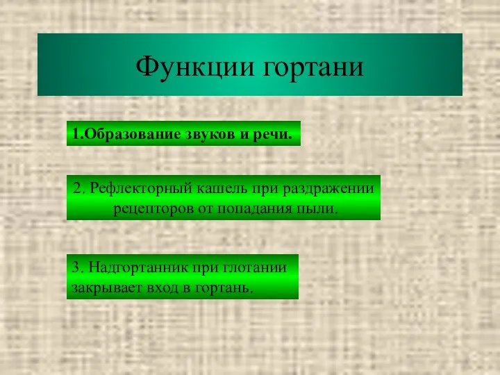 Функции гортани 1.Образование звуков и речи. 2. Рефлекторный кашель при