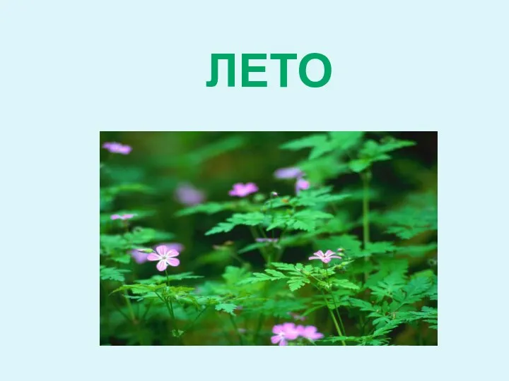 ЛЕТО