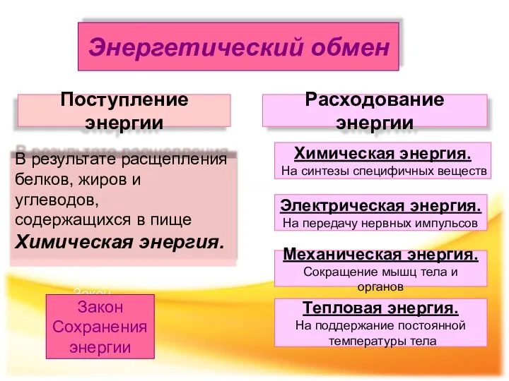 Энергетический обмен Поступление энергии Расходование энергии В результате расщепления белков,