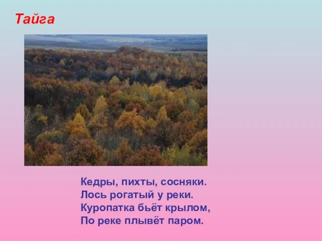 Тайга Кедры, пихты, сосняки. Лось рогатый у реки. Куропатка бьёт крылом, По реке плывёт паром.