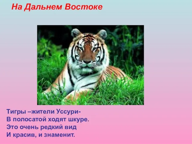 На Дальнем Востоке Тигры –жители Уссури- В полосатой ходят шкуре.