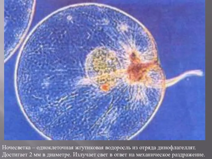 Ночесветка – одноклеточная жгутиковая водоросль из отряда динофлагеллят. Достигает 2 мм в диаметре.