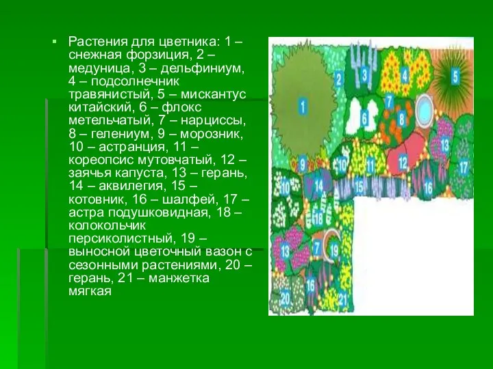 Растения для цветника: 1 – снежная форзиция, 2 – медуница,