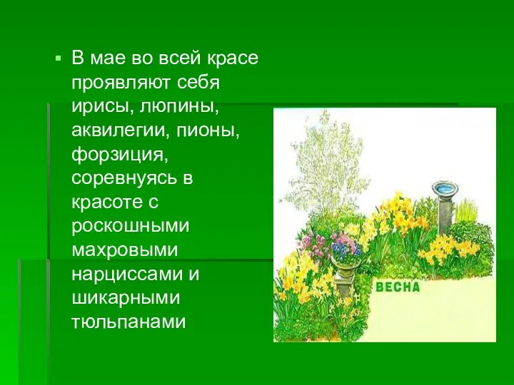 В мае во всей красе проявляют себя ирисы, люпины, аквилегии,