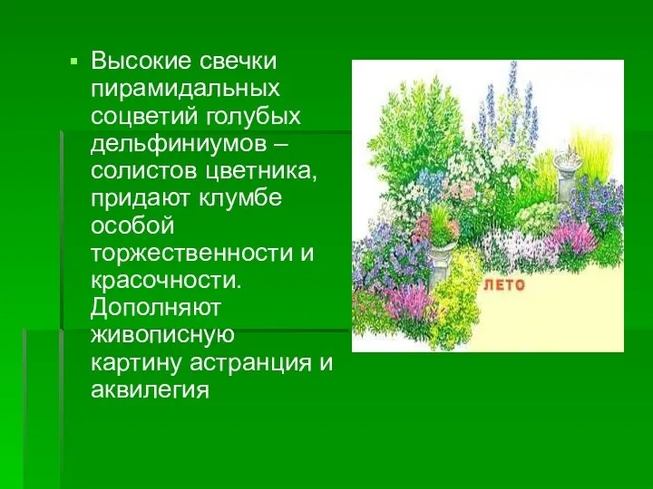 Высокие свечки пирамидальных соцветий голубых дельфиниумов – солистов цветника, придают