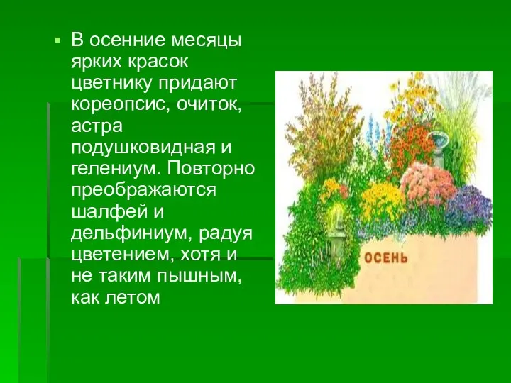 В осенние месяцы ярких красок цветнику придают кореопсис, очиток, астра