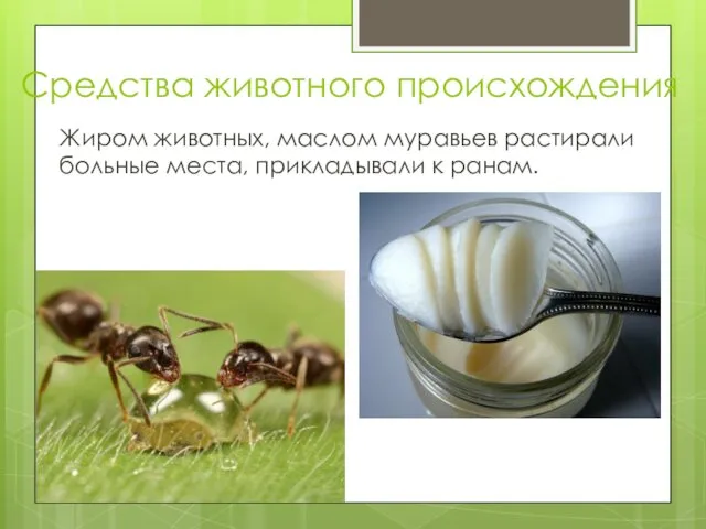 Средства животного происхождения Жиром животных, маслом муравьев растирали больные места, прикладывали к ранам.