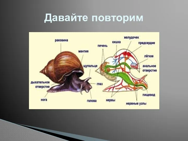 Давайте повторим