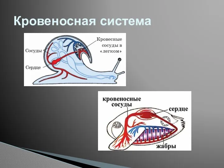 Кровеносная система