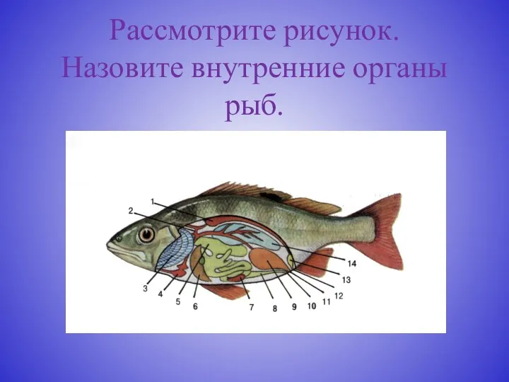 Рассмотрите рисунок. Назовите внутренние органы рыб.