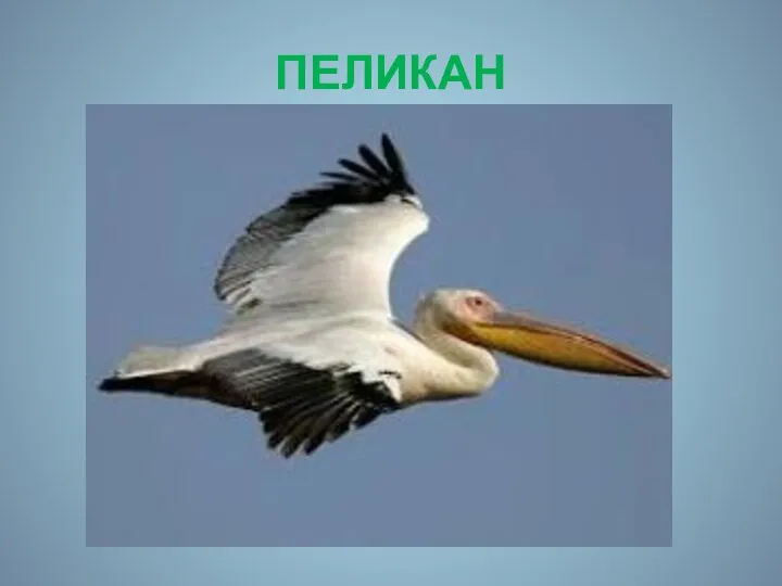 ПЕЛИКАН