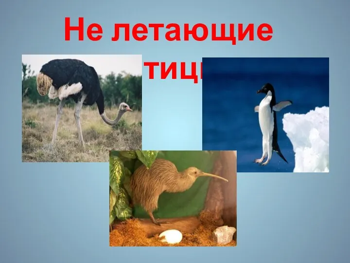 Не летающие птицы