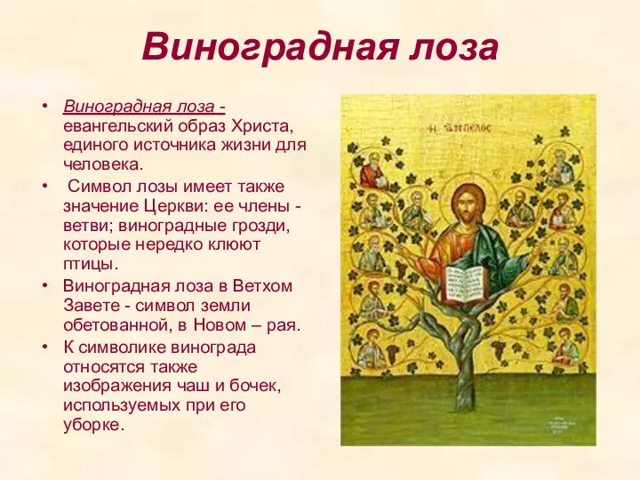 Виноградная лоза Виноградная лоза - евангельский образ Христа, единого источника