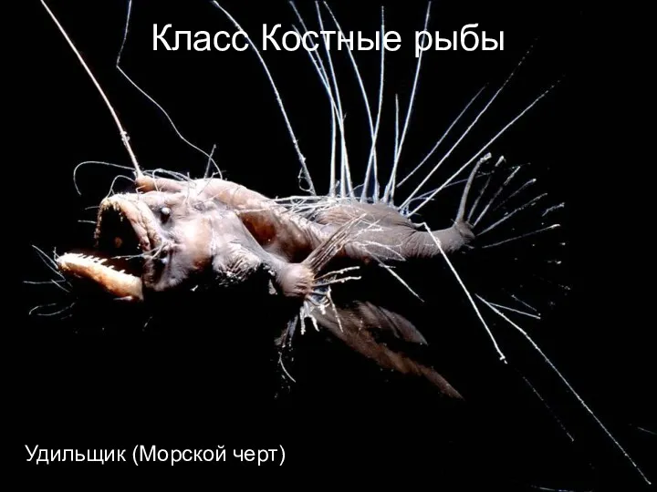 Класс Костные рыбы Удильщик (Морской черт)