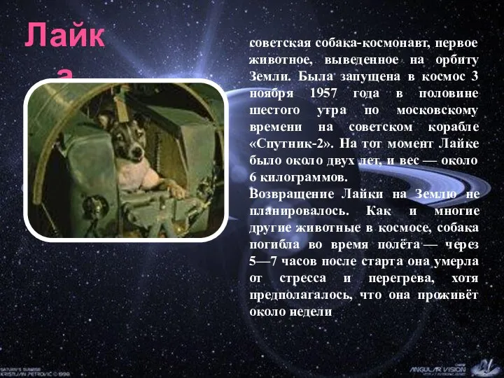 Лайка советская собака-космонавт, первое животное, выведенное на орбиту Земли. Была