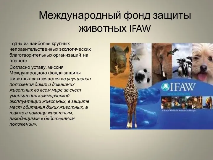 Международный фонд защиты животных IFAW - одна из наиболее крупных