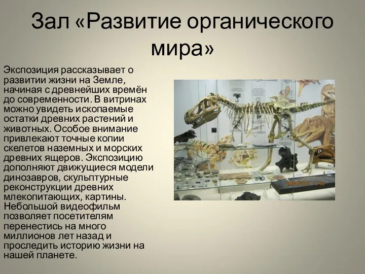 Зал «Развитие органического мира» Экспозиция рассказывает о развитии жизни на