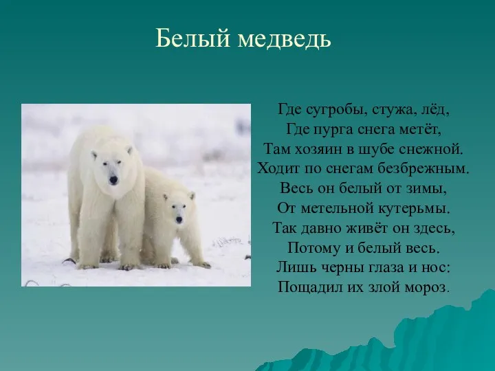 Белый медведь Где сугробы, стужа, лёд, Где пурга снега метёт, Там хозяин в