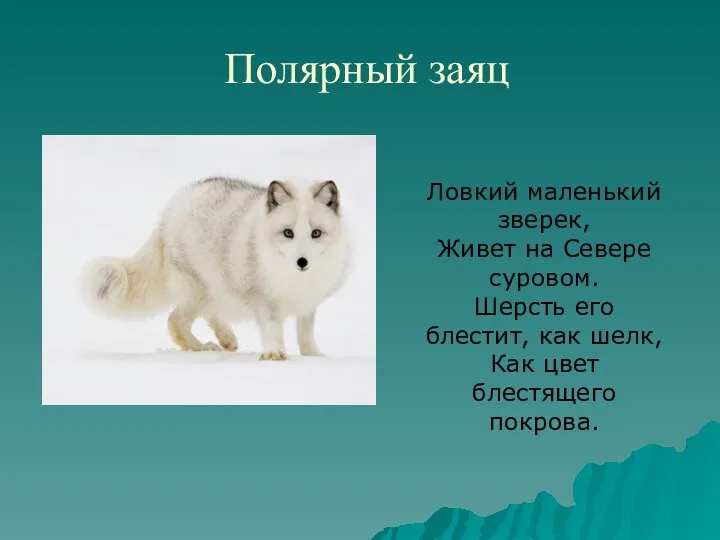 Полярный заяц Ловкий маленький зверек, Живет на Севере суровом. Шерсть его блестит, как