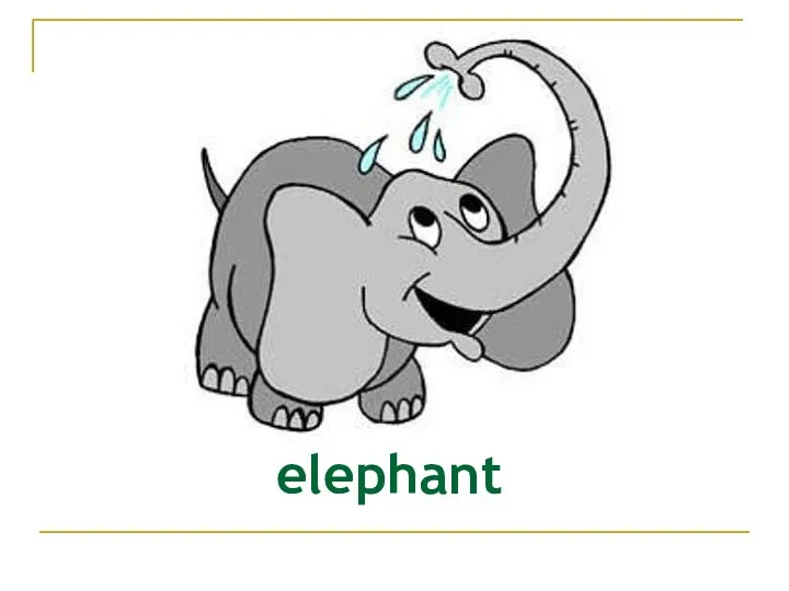 elephant