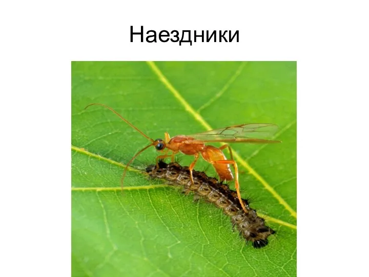 Наездники