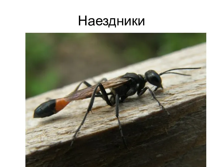 Наездники