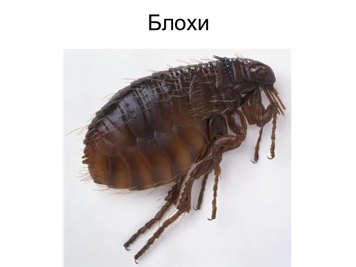 Блохи