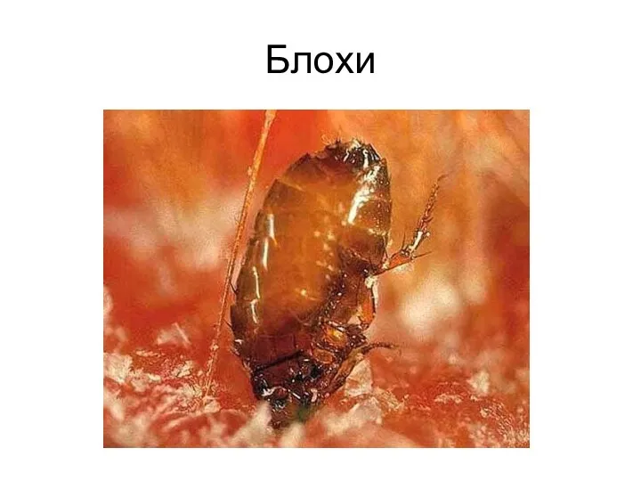 Блохи