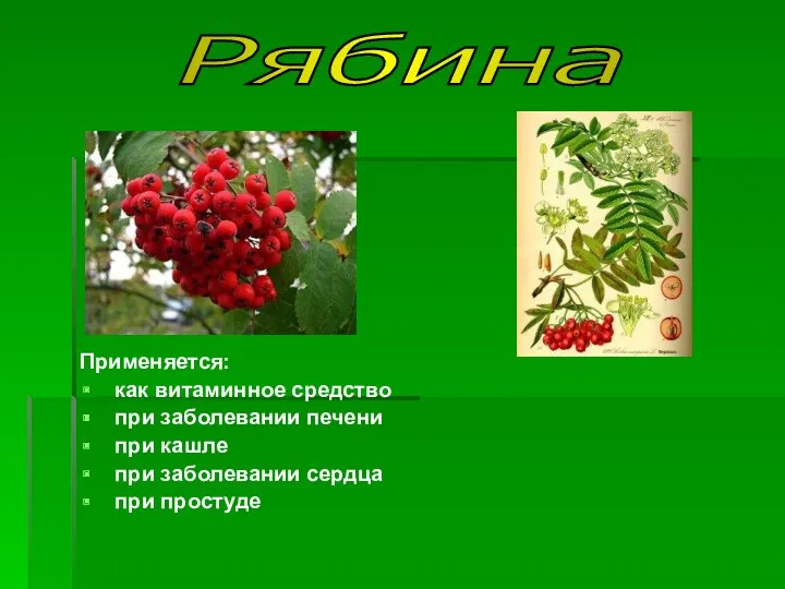 Применяется: как витаминное средство при заболевании печени при кашле при заболевании сердца при простуде Рябина