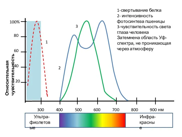 Относительная чувствительность Ультра- фиолетовые Инфра- красные 1 2 3 1-свертывание