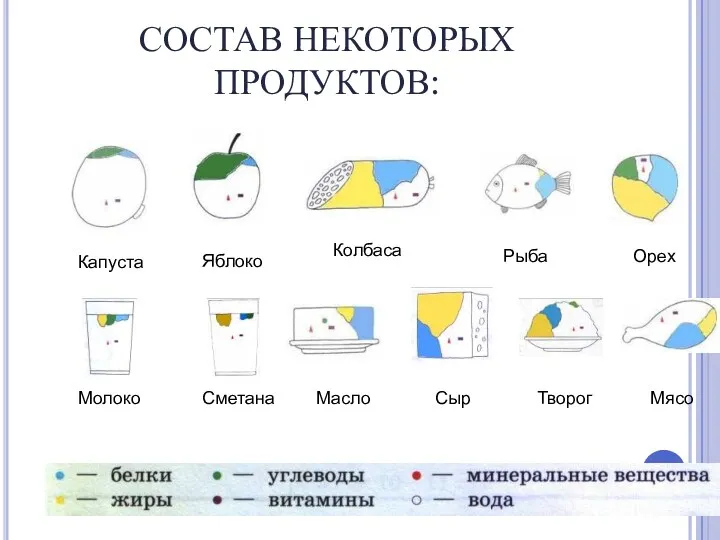 Капуста Мясо Орех Яблоко Колбаса Рыба Молоко Сметана Масло Творог Сыр СОСТАВ НЕКОТОРЫХ ПРОДУКТОВ: