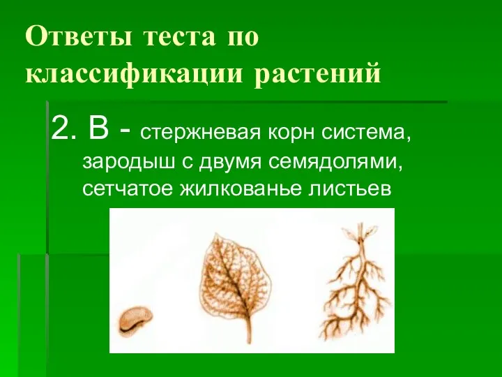 Ответы теста по классификации растений 2. В - стержневая корн
