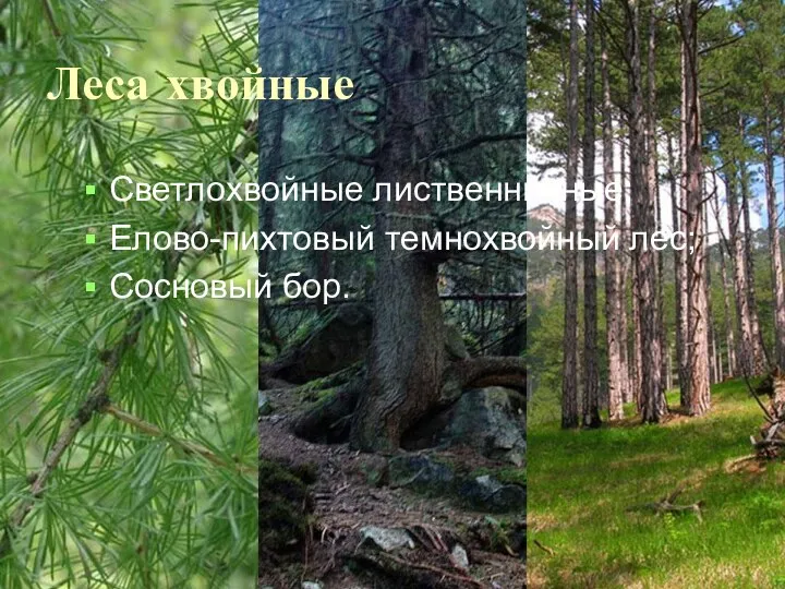 Леса хвойные Светлохвойные лиственничные; Елово-пихтовый темнохвойный лес; Сосновый бор.