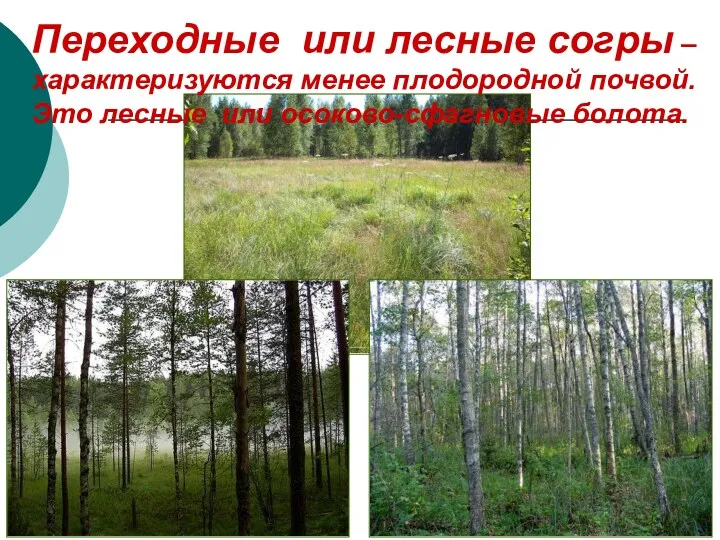 Переходные или лесные согры – характеризуются менее плодородной почвой. Это лесные или осоково-сфагновые болота.