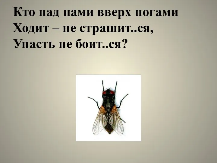 Кто над нами вверх ногами Ходит – не страшит..ся, Упасть не боит..ся?