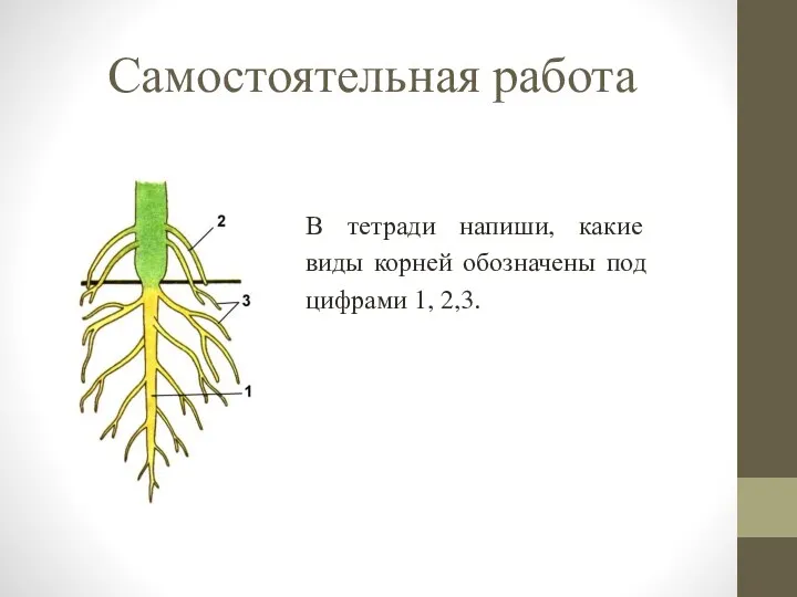 Самостоятельная работа В тетради напиши, какие виды корней обозначены под цифрами 1, 2,3.